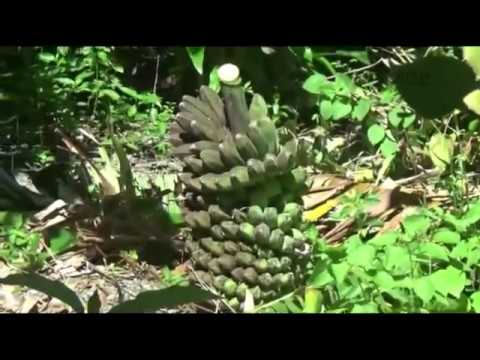 PEMANFAATAN LAHAN PEKARANGAN RUMAH UNTUK MENAMBAH PENGHASILAN WARGA