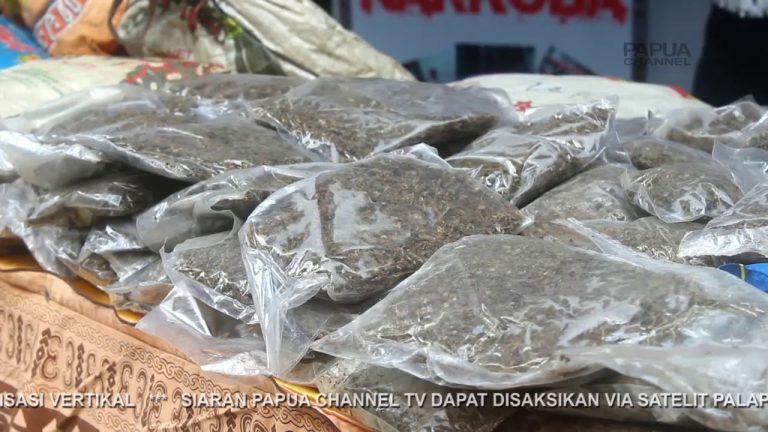 BNN PAPUA MUSNAHKAN 22 Kg GANJA TAK BERTUAN