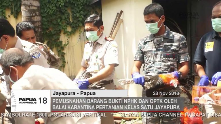 PEMUSNAHAN BARANG BUKTI NPHK DAN OPTK OLEH BALAI KARANTINA PERTANIAN KELAS SATU JAYAPURA