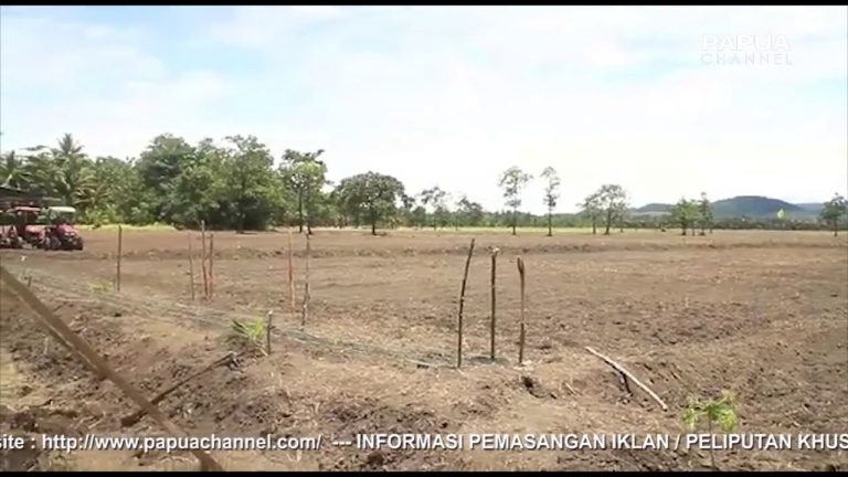 JAGA STOK PANGAN PON-XX, PEMKAB JAYAPURA SEDIAKAN LAHAN 100 HEKTAR