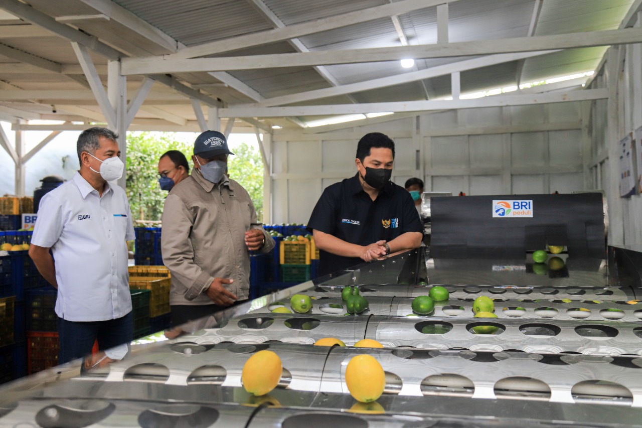 KUNJUNGI PETANI JERUK, MENTERI BUMN ERICK THOHIR APRESIASI KLASTER PERTANIAN BINAAN BRI