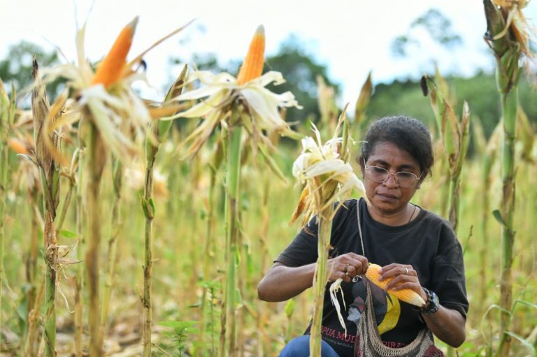 Hebat ! Papua Muda Inspiratif Panen Jagung dan Produksi Pakan Ayam Petelur