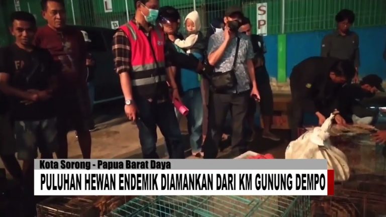 Puluhan Hewan Endemik Diamankan Dari KM Gunung Dempo Di Dermaga Sorong